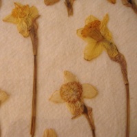 Pressing and Drying Daffodils