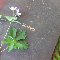 Making a Herbarium: Pages and Labels